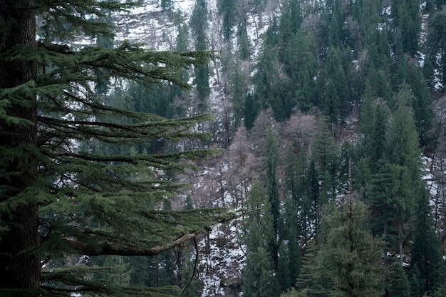 Mooie hoge groenblijvende pijnbomen in het bos in de winter