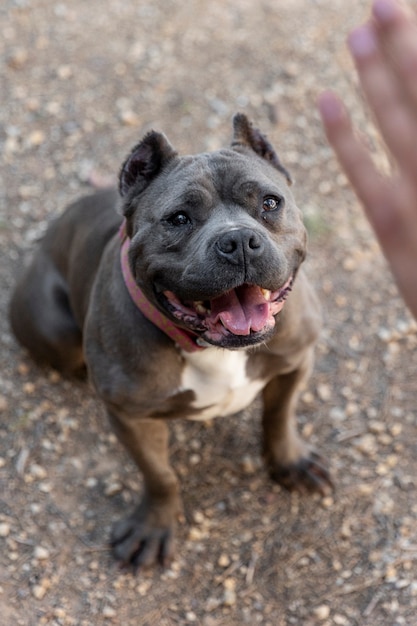 Mooie hond die luistert en omhoog kijkt