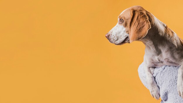 Mooie hond die weg met exemplaarruimte kijkt
