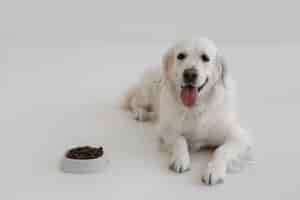 Gratis foto mooie hond met voedzaam eten