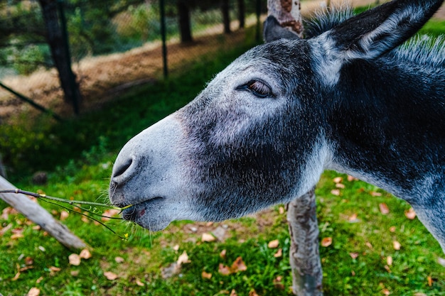 Mooie horizontale shot van een zwarte ezel met witte snuit
