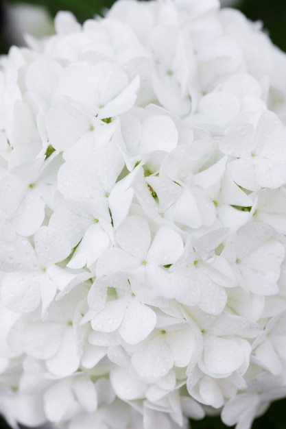 Mooie hortensia bloem close-up