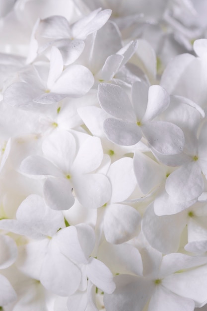Mooie hortensia bloem close-up