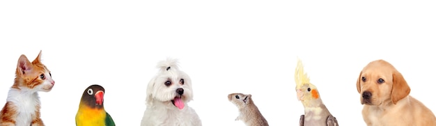 Mooie huisdieren geïsoleerd op een witte achtergrond Premium Foto