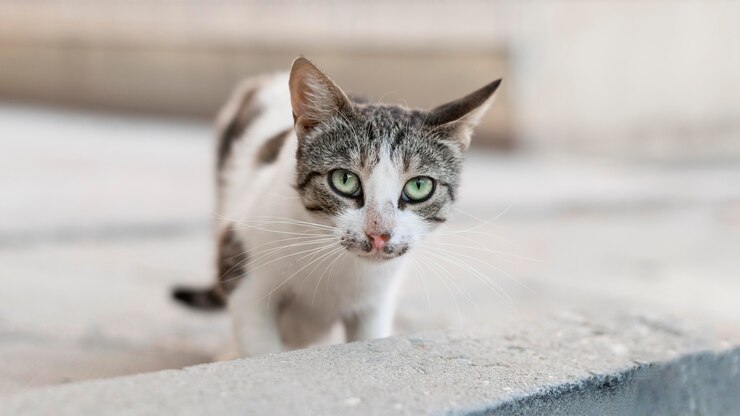 Gratis Foto mooie kat buiten zittend op de stoep