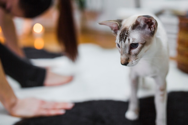 Mooie kat die dichtbij vrouw uitoefent