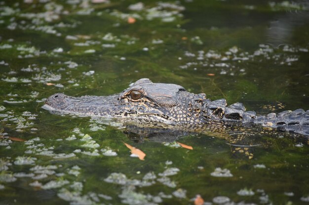 Mooie kijk op een profiel van een alligator in Louisiana