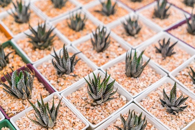 Gratis foto mooie kleine cactus veld.