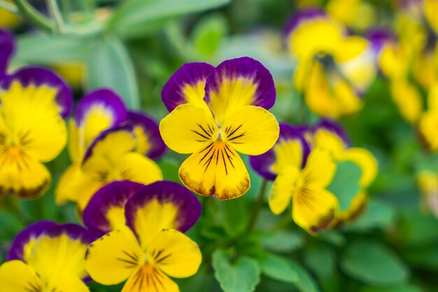 Mooie kleine gele bloemen.