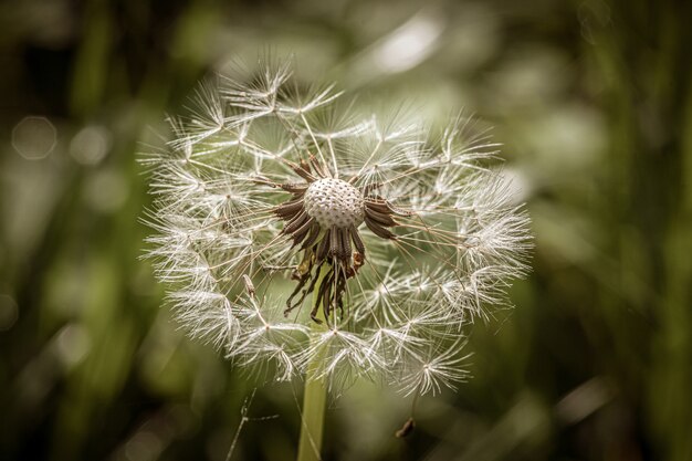 Mooie kleine paardebloem in het midden van het grasveld op een zonnige dag