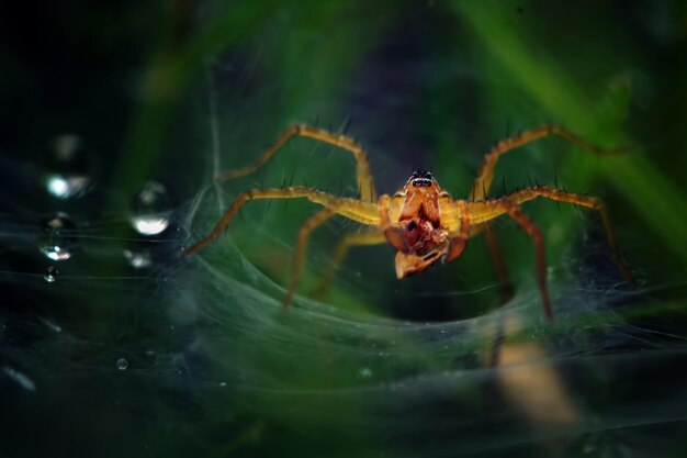 Mooie kleine spinnen in het net wachtend op insecten