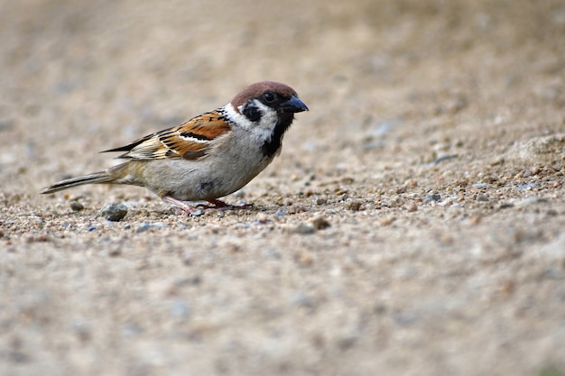 Mooie kleine vogel wild in de natuur