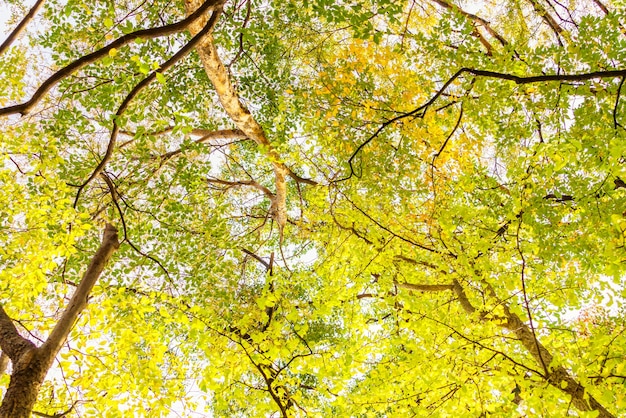 Gratis foto mooie kleurrijke autumn leaves