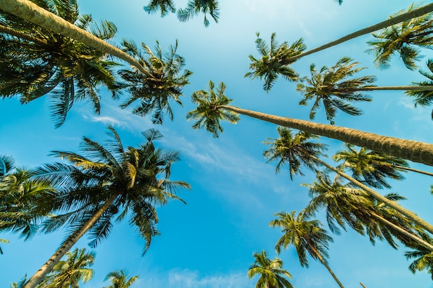 Gratis foto mooie kokosnotenpalm op blauwe hemel