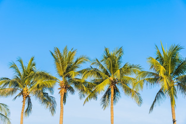 Mooie kokospalmboom op blauwe lucht