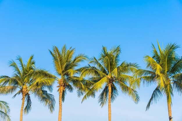 Mooie kokospalmboom op blauwe lucht