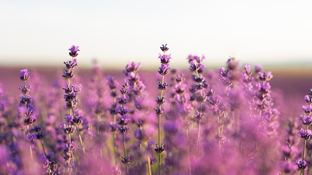 Mooie lavendel veld achtergrond