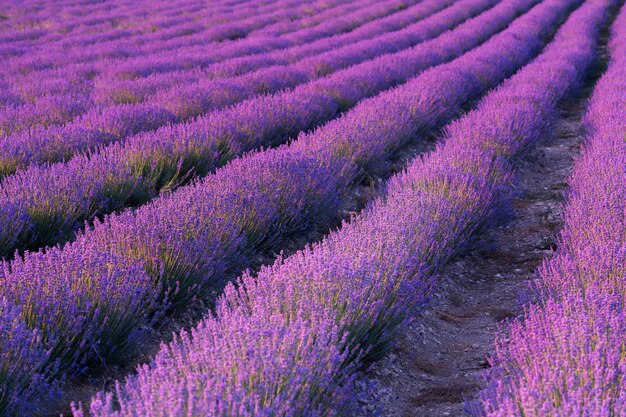 Mooie lavendel veld achtergrond