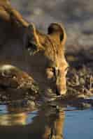 Gratis foto mooie leeuwin drinkwater uit het meer met haar weerspiegeling in het water