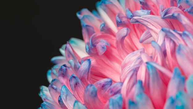 Mooie macro roze en blauwe bloem