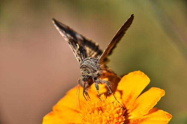 Mooie macromening van een bruine en witte vlinder op de gele bloem