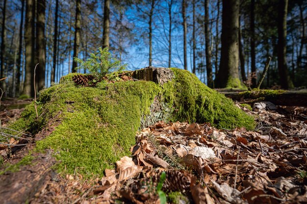 Mooie met mos bedekte boomstam in het bos gevangen in Neunkirchner Höhe, Odenwald, Duitsland