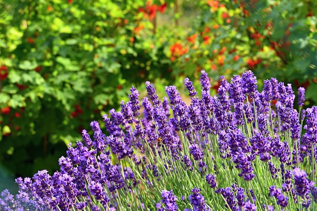 Mooie natuurlijke achtergrond in een tuin met een bloeiende lavendelbloem.