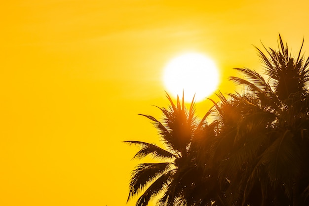 Mooie openluchtaard met hemel en zonsondergang of zonsopgang rond kokosnotenpalm