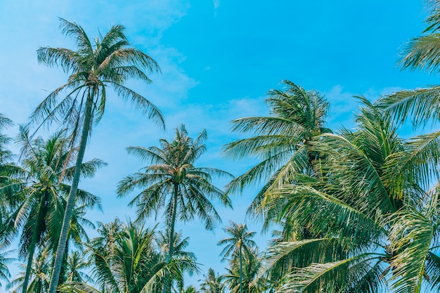 Mooie openluchtaard met kokosnotenpalm en blad op blauwe hemel