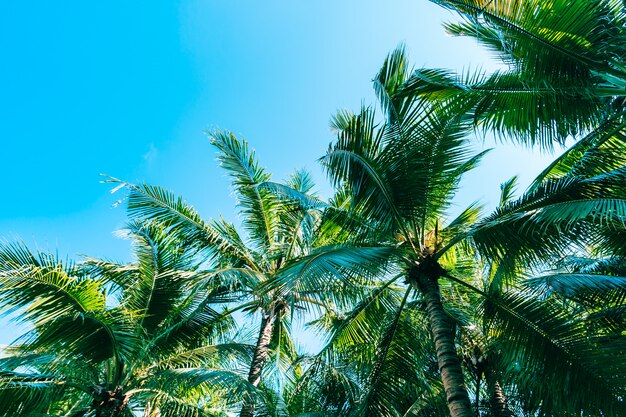 Mooie openluchtaard met kokosnotenpalm en blad op blauwe hemel