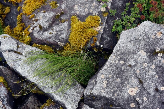 Mooie opname van de grassen en het mos op de stenen