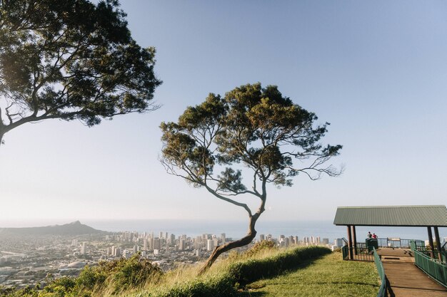 Mooie opname van een boom in de bergen met uitzicht op Honolulu, Hawaii in de VS.