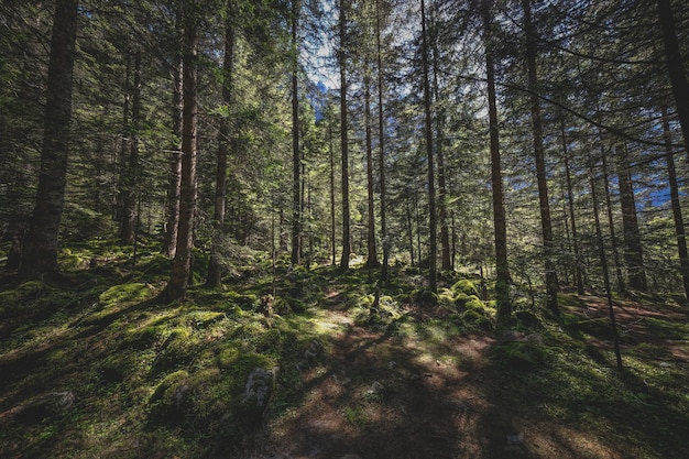 Mooie opname van een bos met zonlicht