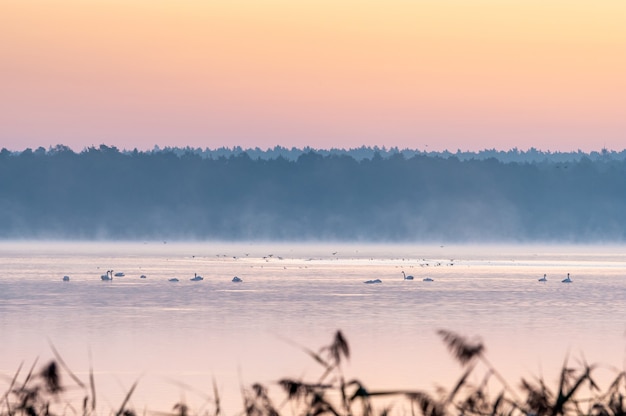 Mooie opname van een meer tijdens zonsondergang met planten op de voorgrond