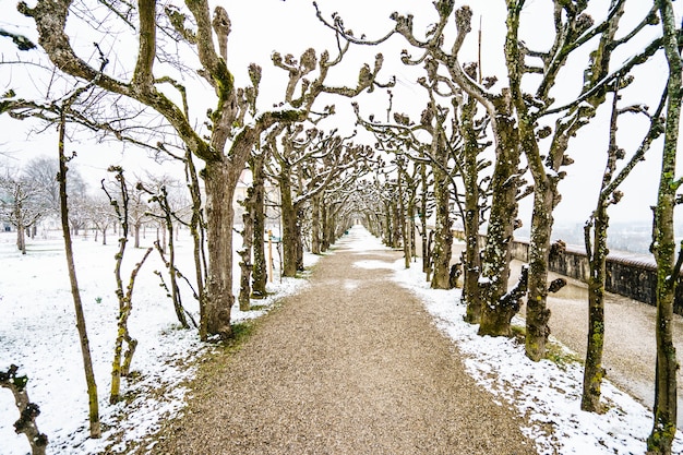 Mooie opname van een smal pad omringd door bomen onder de sneeuw