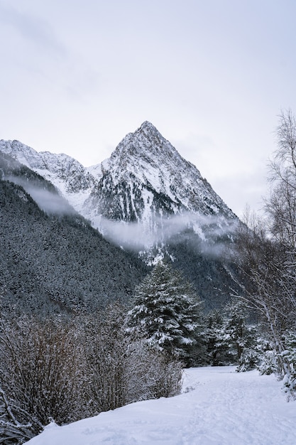Mooie opname van een wintersparrenbos in de buurt van bergen