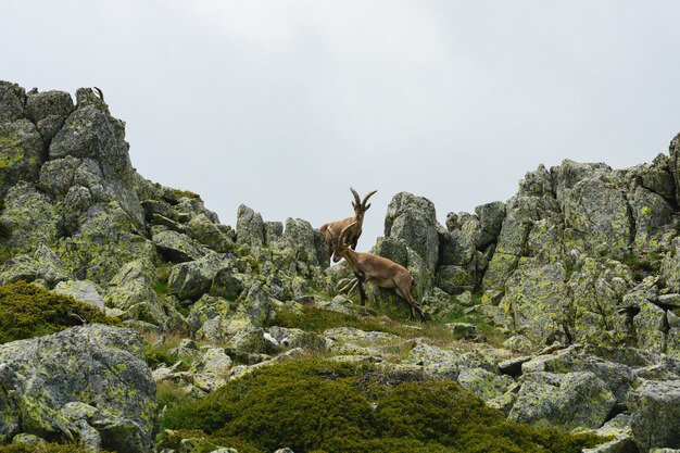 Mooie opname van een witstaarthert in rotsachtige bergen