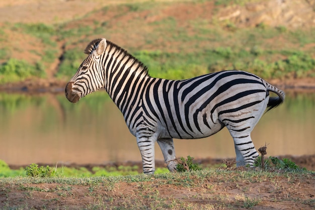Mooie opname van een zebra in een veld bij een meer