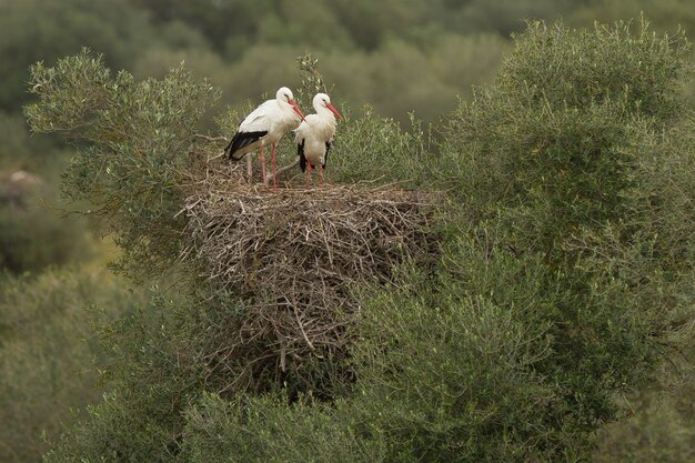 Mooie opname van twee witte ooievaars die sierlijk op hun nest bovenop een grote struik staan