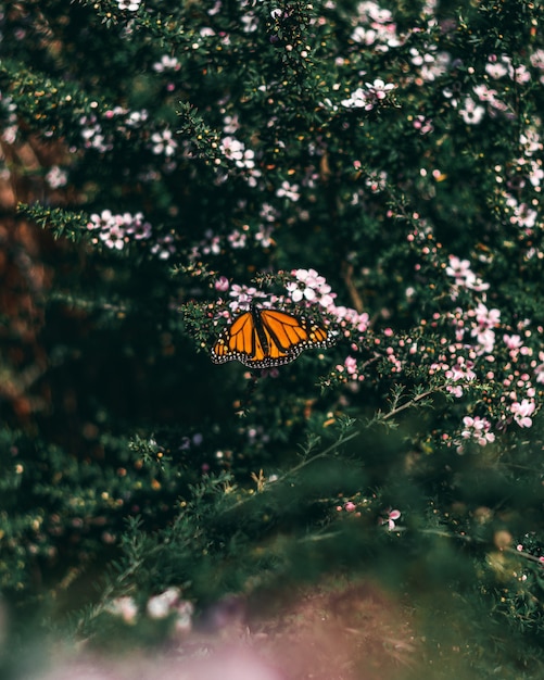 Mooie oranje vlinderzitting op daphnes die in het midden van een bos groeien