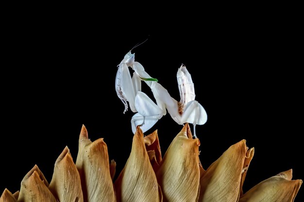 Mooie orchidee bidsprinkhaan close-up op hout close-up insect