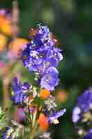 Gratis foto mooie paarse delphinium-bloemen bloeien in een tuin