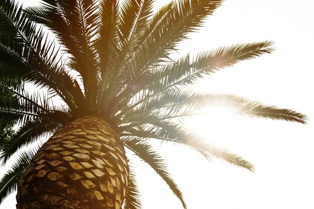 Mooie Palm Met Lichtbundel Zonnige Dag. Toning. Vakantieconcept. Uitzicht vanaf beneden. Defocused. Wazig.