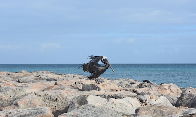 Mooie pelikaan die met zijn vleugels klappert om te vliegen