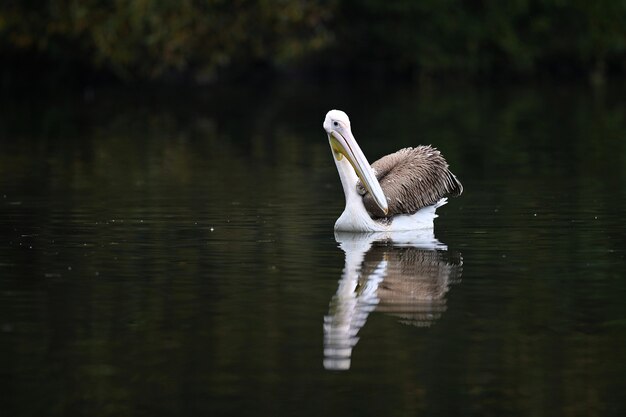 Mooie pelikaanvogel op het donkere meer