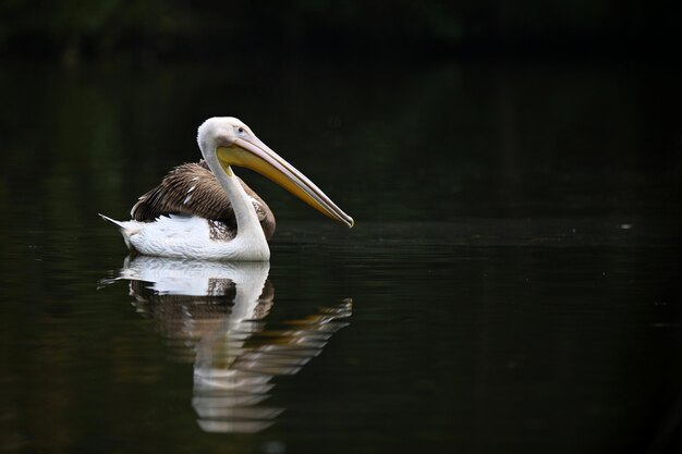Mooie pelikaanvogel op het donkere meer