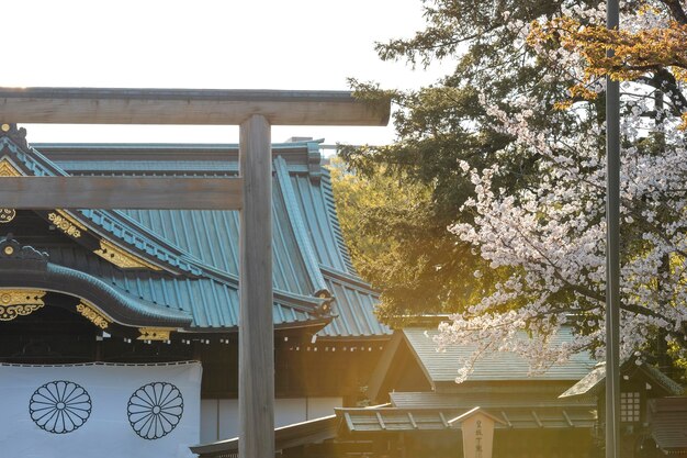 Mooie perzikboom bloesem in Tokio bij daglicht