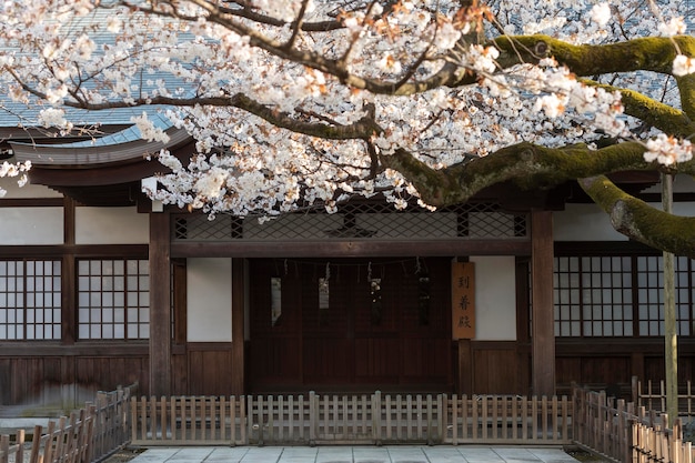 Mooie perzikboom bloesem in Tokio bij daglicht