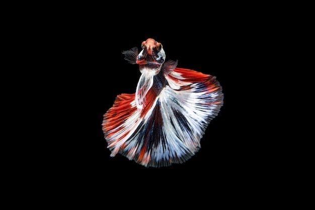 Mooie rode, blauwe en witte Betta splendens, de Siamese vechtvis, algemeen bekend als betta, is een populaire vis in de aquariumhandel.
