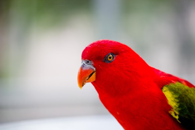 Mooie rode papegaai of rode parkiet geïsoleerd op zachte groene achtergrond
